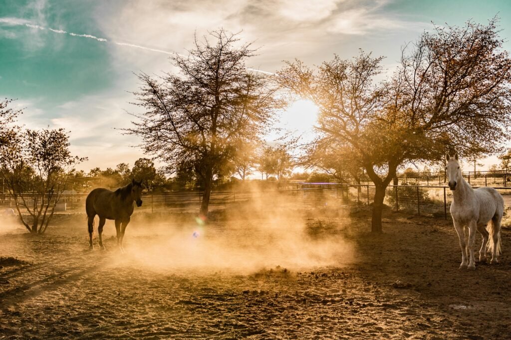 Horses in a sunlit, dusty paddock