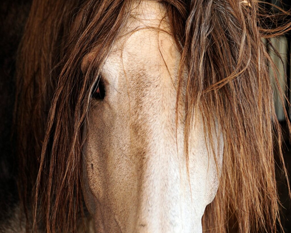 Horse with a full, windswept forelock