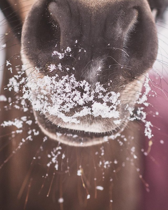 Frost and snowflakes on a horse muzzle